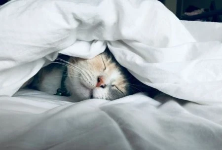 All About Sleep (part 1)
